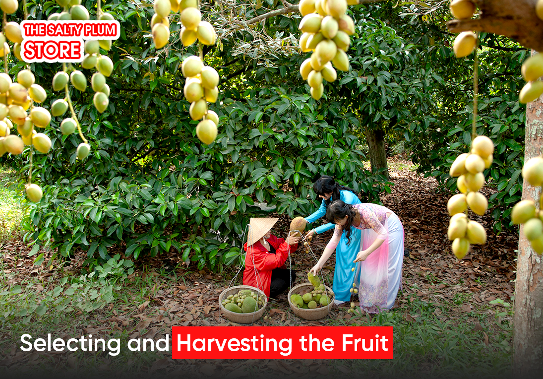 Selecting and Harvesting the Fruit